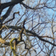 Des cimes aux racines : élagage de branches dangereuses pour la circulation