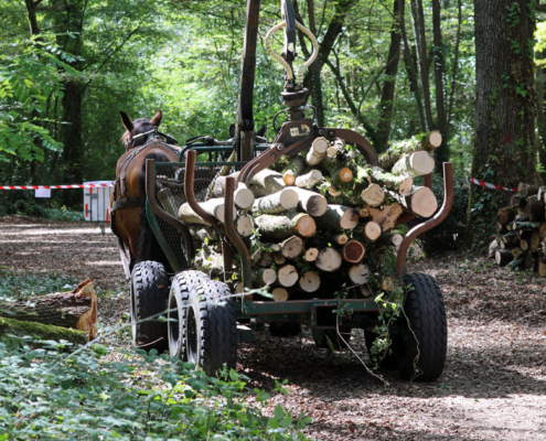 Elagage, abattage et débardage à L'Isle-d'Espagnac